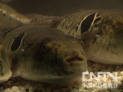河豚鱼养殖技术致富经_养殖河豚需要什么条件_致富养殖河豚鱼技术要求