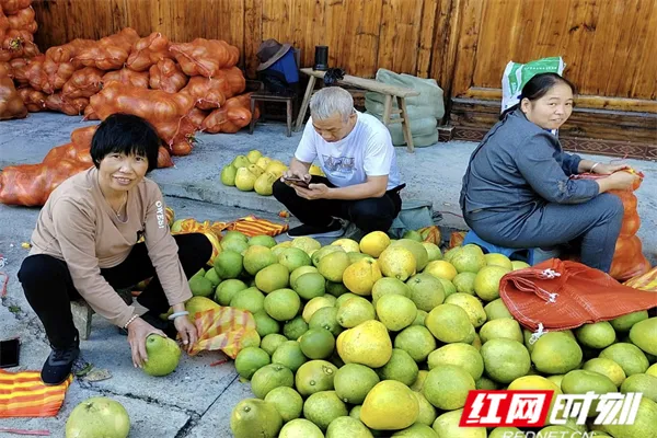 新晃：冰糖柚甜蜜民心 致富路兴旺乡村