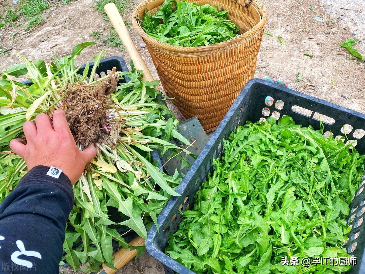 致富经养殖芝麻鱼_芝麻喂鱼好不好_芝麻的养殖方法