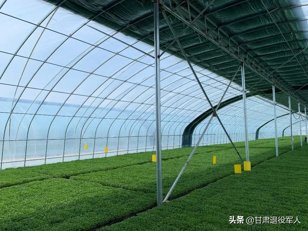 致富事迹怎么写_农村种植致富能手事迹材料_种植致富事迹范文