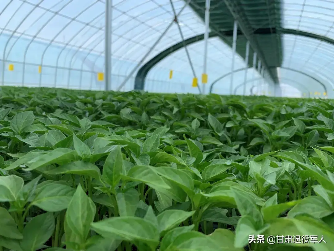 种植致富事迹范文_致富事迹怎么写_农村种植致富能手事迹材料