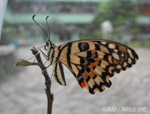 视频致富蝴蝶养殖_蝴蝶养殖利润和成本_蝴蝶养殖致富视频