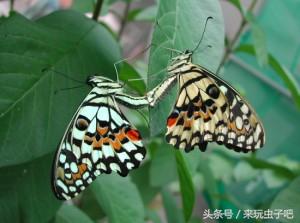 蝴蝶养殖利润和成本_蝴蝶养殖致富视频_视频致富蝴蝶养殖