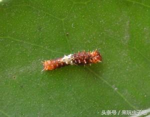 视频致富蝴蝶养殖_蝴蝶养殖致富视频_蝴蝶养殖利润和成本