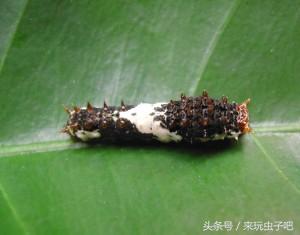 蝴蝶养殖利润和成本_蝴蝶养殖致富视频_视频致富蝴蝶养殖