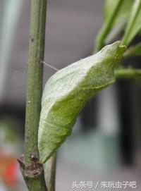 蝴蝶养殖利润和成本_蝴蝶养殖致富视频_视频致富蝴蝶养殖