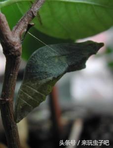 蝴蝶养殖利润和成本_蝴蝶养殖致富视频_视频致富蝴蝶养殖