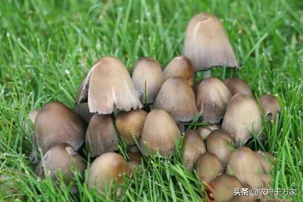 最新草菇种植技术_种植最新技术草菇图片_种植草菇主要技术流程