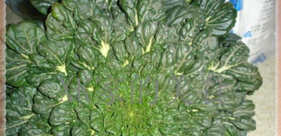 菊花菜种植技术_菊花种植菜技术视频_菊花种植菜技术要点