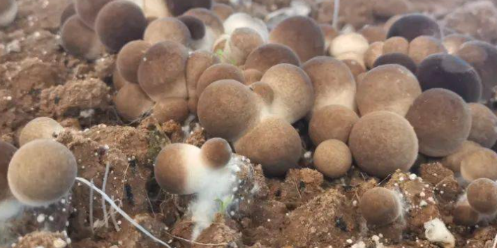 草菇种植技术视频_种植最新技术草菇的方法_最新草菇种植技术
