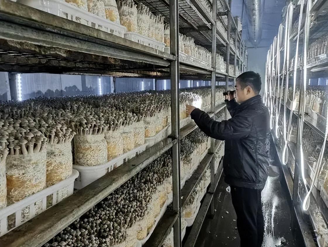种植最新技术草菇的方法_最新草菇种植技术_草菇种植技术视频