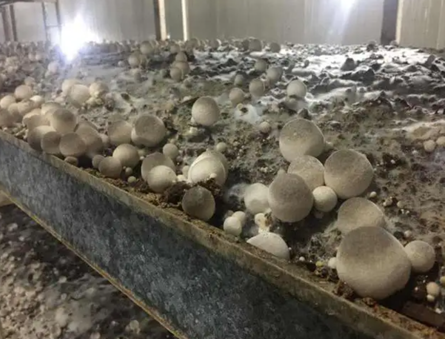 草菇种植技术视频_种植最新技术草菇的方法_最新草菇种植技术