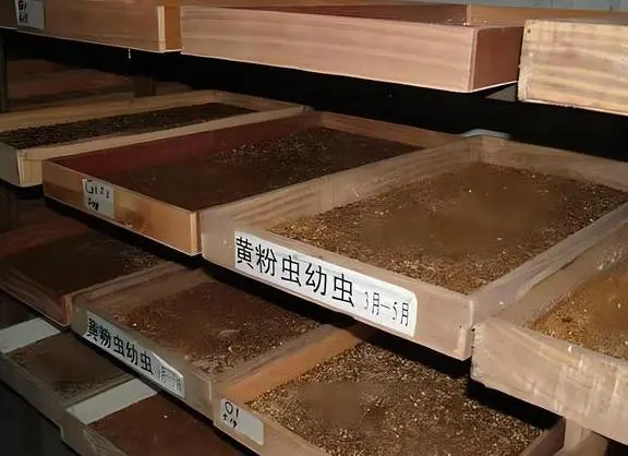 致富经谢洪涛养殖黄粉虫_致富经谢洪涛养殖黄粉虫_致富经谢洪涛养殖黄粉虫
