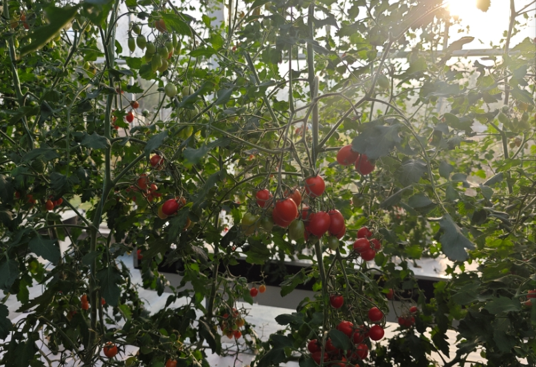 气雾栽培致富经_气雾栽培利润_气雾栽培技术视频免费