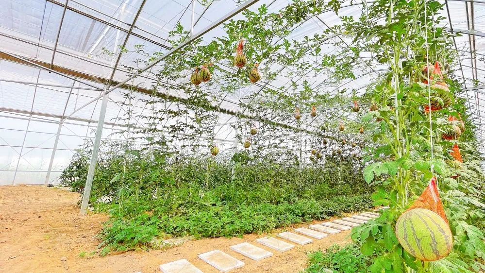 农业种植致富项目西瓜_致富经西瓜种植视频_西瓜种植致富模型