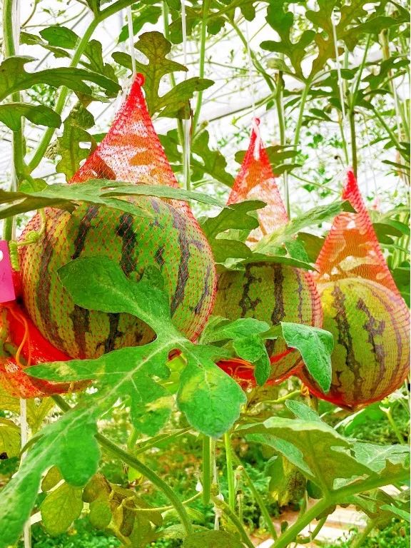 致富经西瓜种植视频_西瓜种植致富模型_农业种植致富项目西瓜