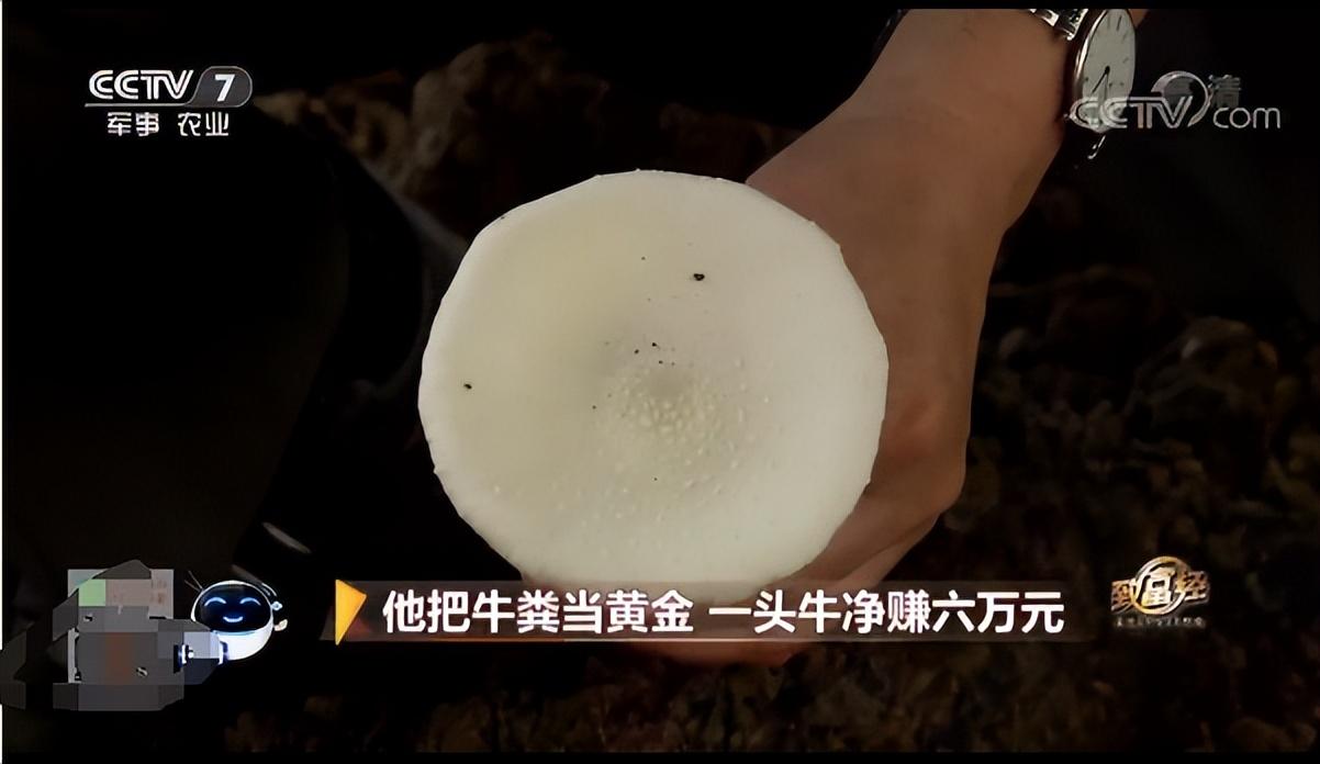 农业节目致富经养牛视频_致富经养殖牛视频_致富经2016年养牛视频