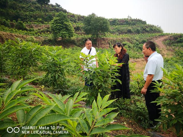 致富种植农村瓜蒌怎么样_农村致富种植瓜蒌_致富经瓜蒌种植视频