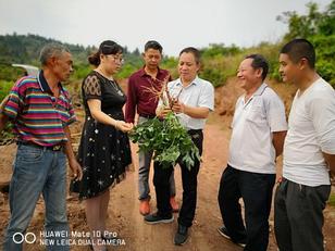 致富种植农村瓜蒌怎么样_致富经瓜蒌种植视频_农村致富种植瓜蒌