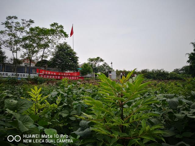 致富经瓜蒌种植视频_农村致富种植瓜蒌_致富种植农村瓜蒌怎么样