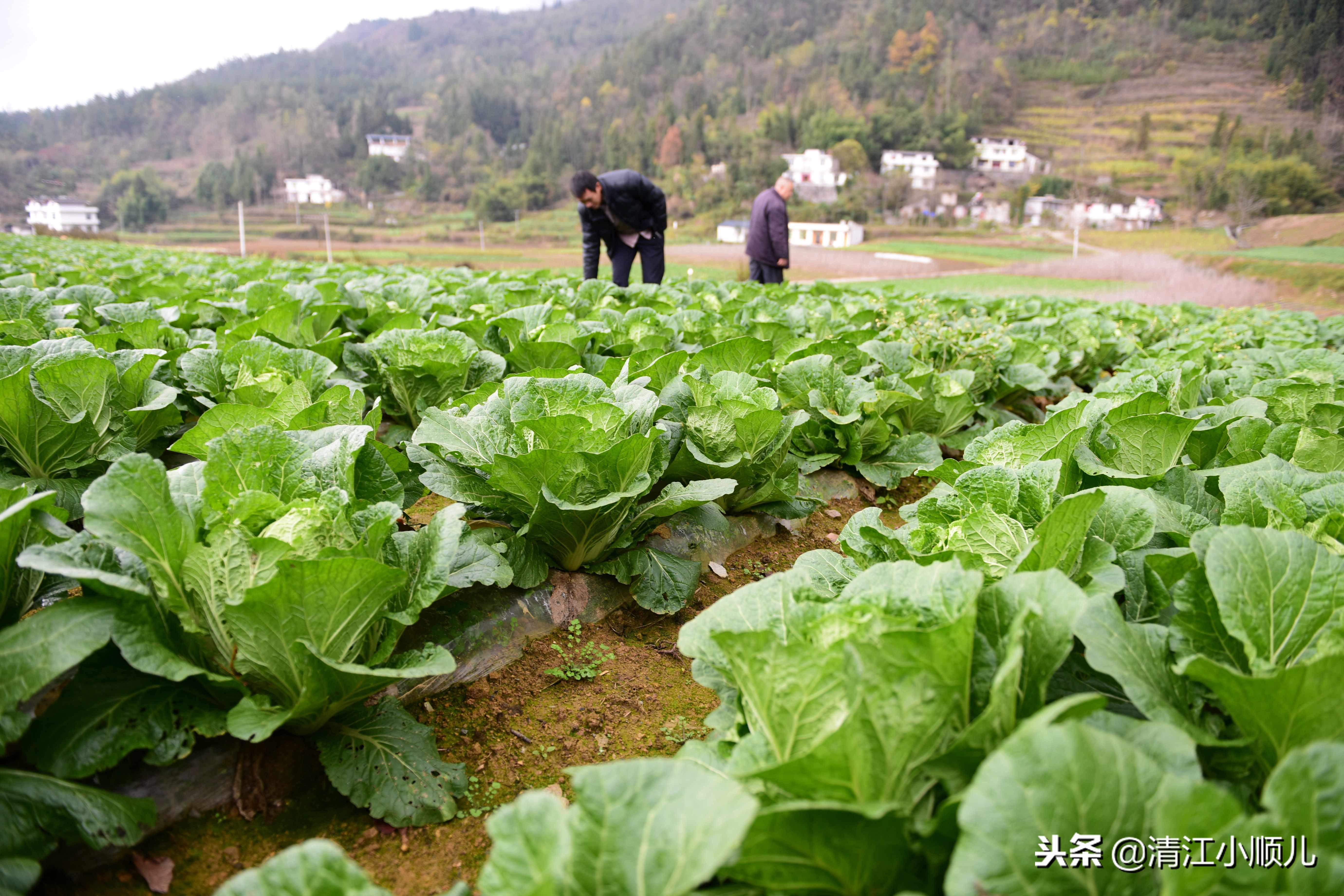 致富经2019年全集养牛视频_致富经2016年养牛视频_cctv致富经养牛