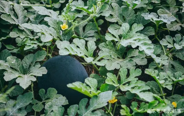 草莓种植技术｜不同营养元素对草莓生长的影响及矫正方法