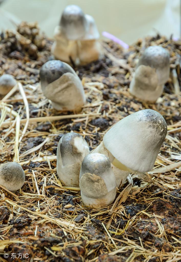 草菇栽培中生长异常的原因及预防措施