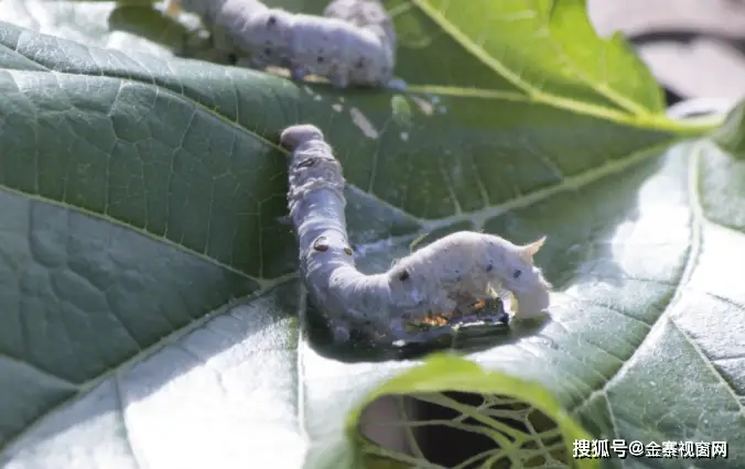 养殖蚕蛹致富吗_养殖蚕蛹好赚钱吗_致富养殖蚕蛹怎么养