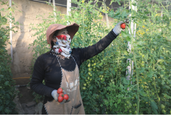致富户种植育苗活动_农村致富种_种植户育苗致富