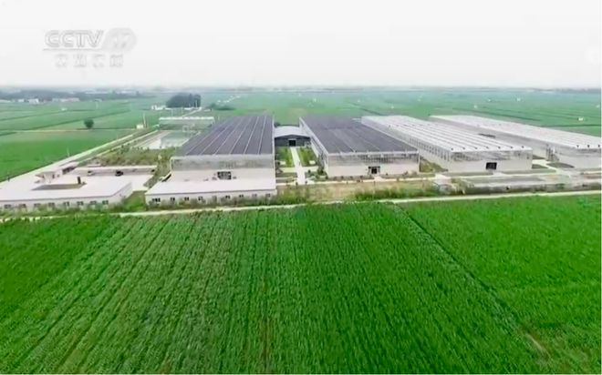 养殖蟑螂的销路_养蟑螂发家致富_养殖蟑螂致富新闻