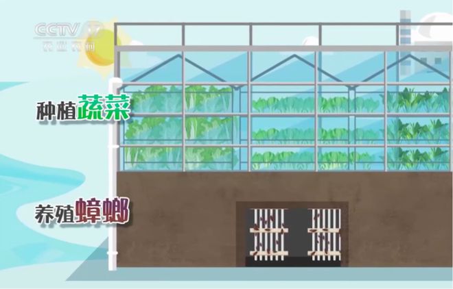 养殖蟑螂的销路_养蟑螂发家致富_养殖蟑螂致富新闻
