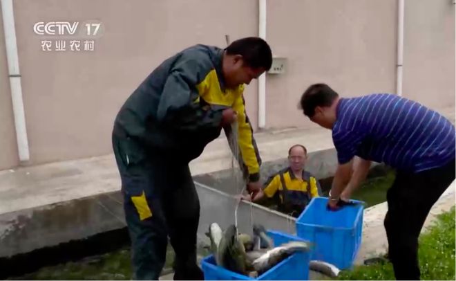 养殖蟑螂致富新闻_养蟑螂发家致富_养殖蟑螂的销路