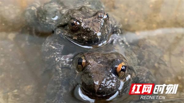 致富经黄粉虫喂蛙_黄粉虫喂牛蛙好吗_致富经黄粉虫喂蛙