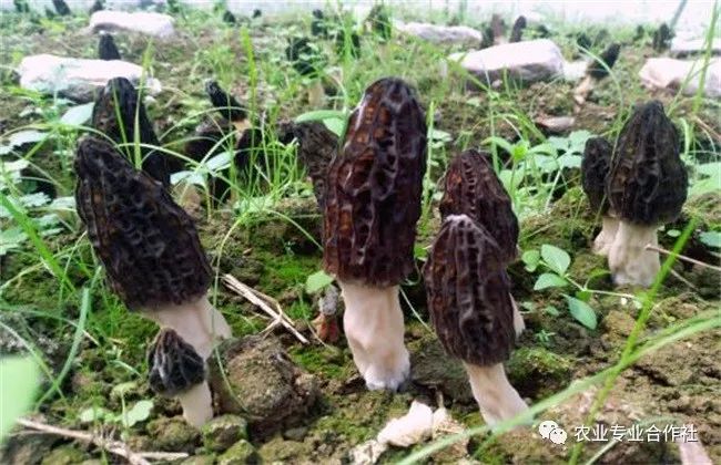 共生菌蘑菇种植技术_蘑菇菌种_蘑菇菌共生种植技术视频