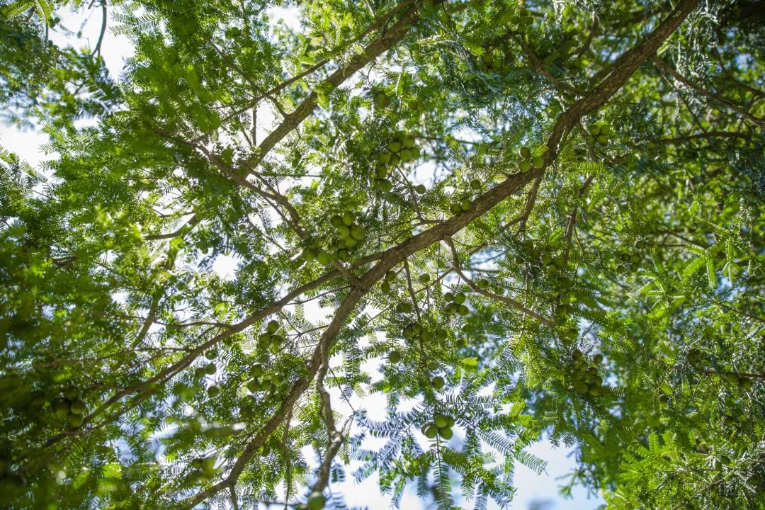 农村致富种植项目_玉山农村种植致富_丝瓜种植致富