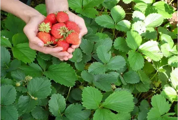 盆景苹果怎么种植技术_盆景苹果树栽培技术_苹果盆景怎么种植