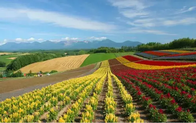 苹果盆景怎么种植_盆景苹果怎么种植技术_盆景苹果树栽培技术