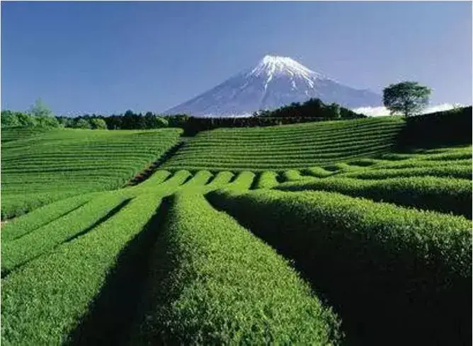 苹果盆景怎么种植_盆景苹果怎么种植技术_盆景苹果树栽培技术