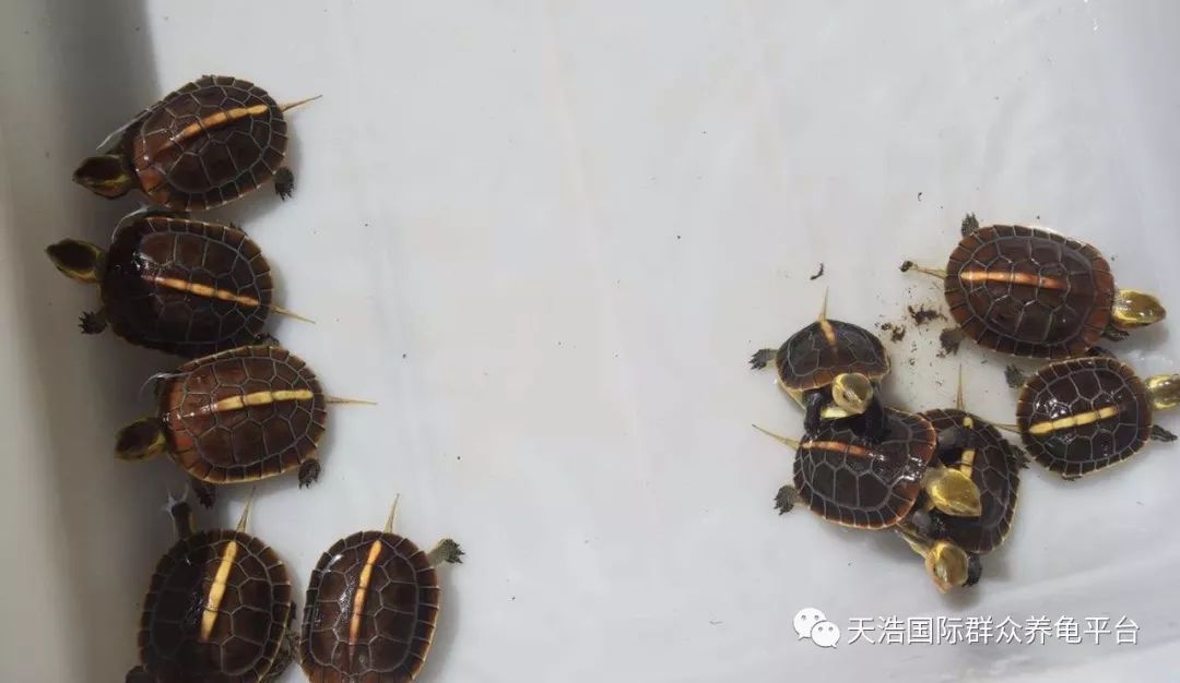珍珠鳖的养殖技术_珍珠养殖鳖技术视频_珍珠鳖养殖场