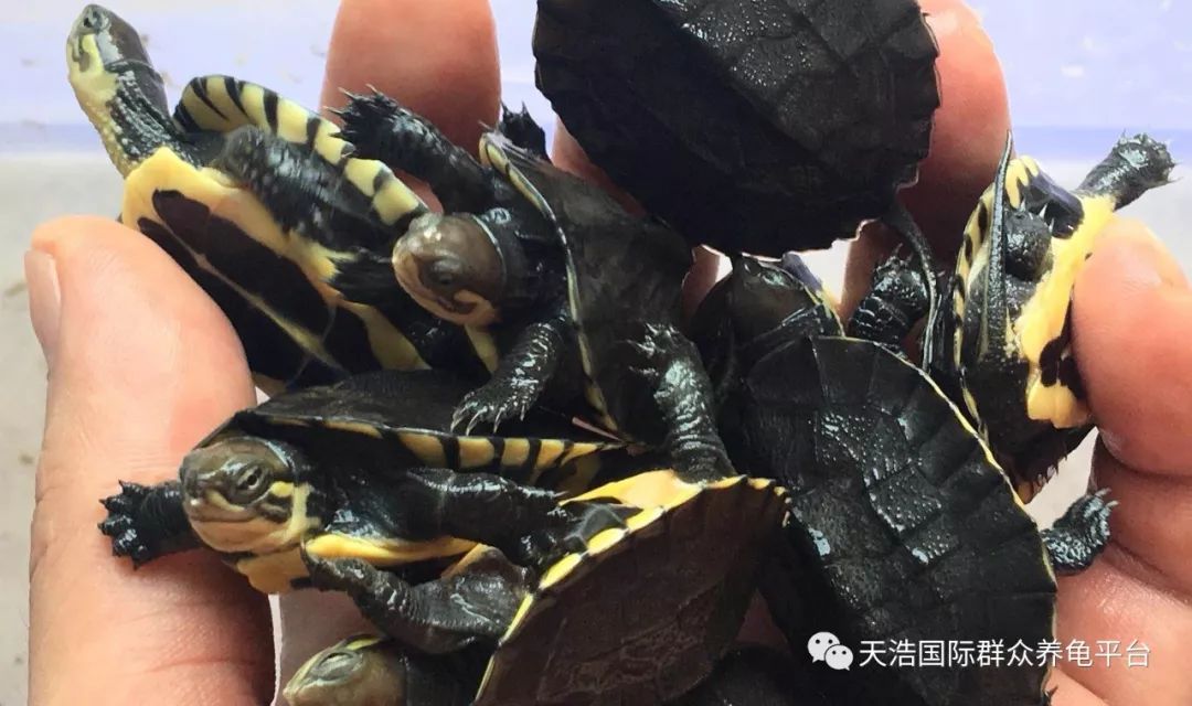 珍珠养殖鳖技术视频_珍珠鳖养殖场_珍珠鳖的养殖技术