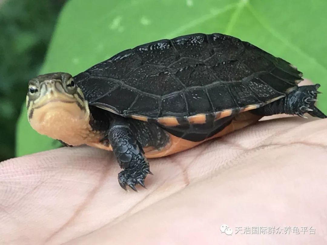 珍珠养殖鳖技术视频_珍珠鳖的养殖技术_珍珠鳖养殖场