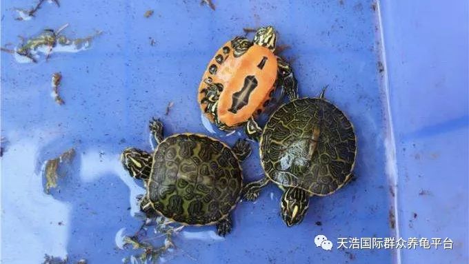 珍珠鳖养殖场_珍珠养殖鳖技术视频_珍珠鳖的养殖技术
