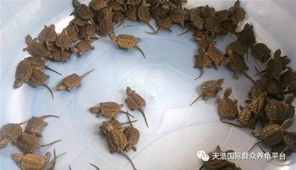 珍珠鳖养殖场_珍珠鳖的养殖技术_珍珠养殖鳖技术视频
