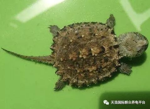 珍珠鳖的养殖技术_珍珠养殖鳖技术视频_珍珠鳖养殖场
