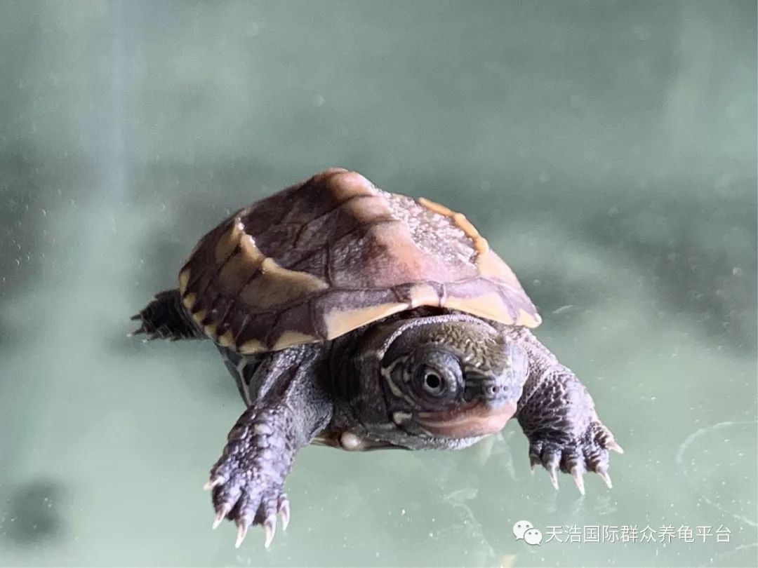 珍珠鳖的养殖技术_珍珠鳖养殖场_珍珠养殖鳖技术视频