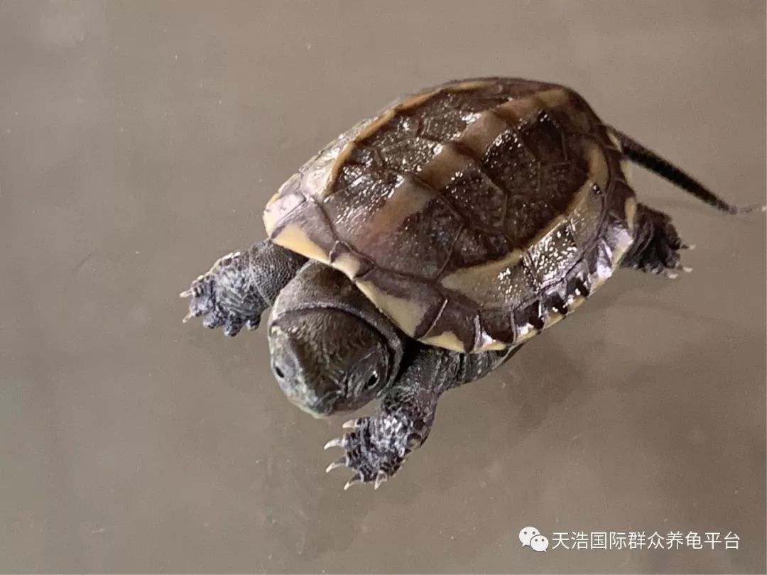 珍珠鳖的养殖技术_珍珠养殖鳖技术视频_珍珠鳖养殖场