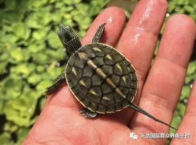 珍珠鳖的养殖技术_珍珠养殖鳖技术视频_珍珠鳖养殖场