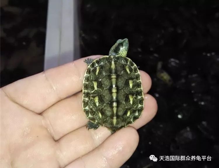 珍珠养殖鳖技术视频_珍珠鳖的养殖技术_珍珠鳖养殖场