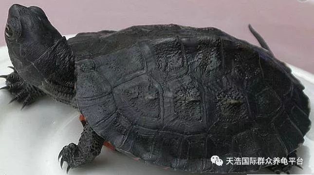 珍珠养殖鳖技术视频_珍珠鳖养殖场_珍珠鳖的养殖技术