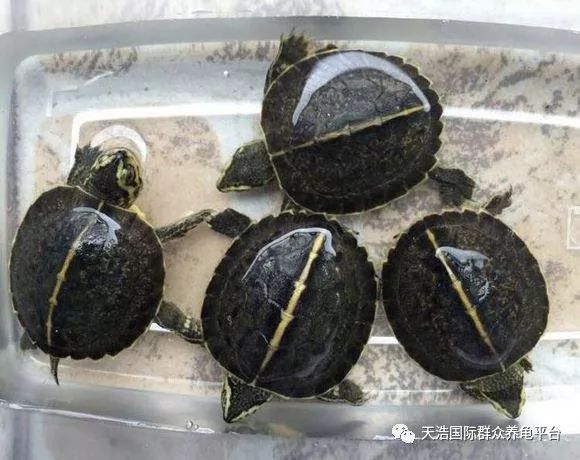 珍珠鳖的养殖技术_珍珠鳖养殖场_珍珠养殖鳖技术视频